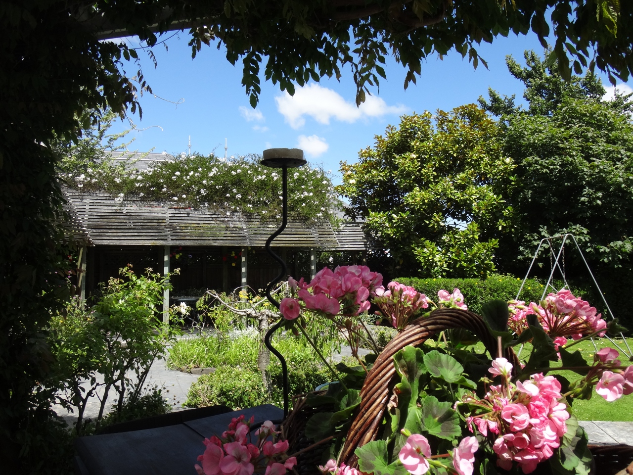 初夏の花々がお出迎え 2017年始初のニュージーランド旅 テカポ ニュージーランド の旅行記 ブログ By Hanako Yamadaさん フォートラベル
