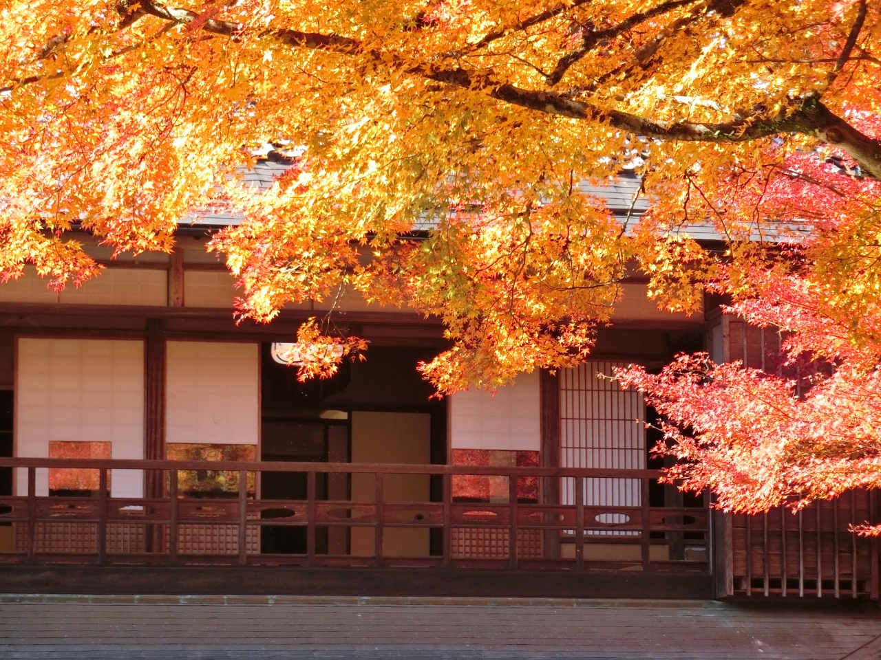 奥津和野の山里にある旧家の庭園を訪ねて 燃えるような紅葉が素晴らしかった 津和野 島根県 の旅行記 ブログ By ポポポさん フォートラベル