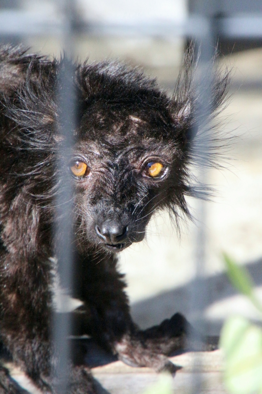 レッサーパンダの赤ちゃんに会いたくて久しぶりの市川市動物園 後編 クロギツネの可愛いおじいちゃんやオランウータンのイーバンくんからいつも楽しいミーアキャットまで動物いろいろ 市川 千葉県 の旅行記 ブログ By まみさん フォートラベル