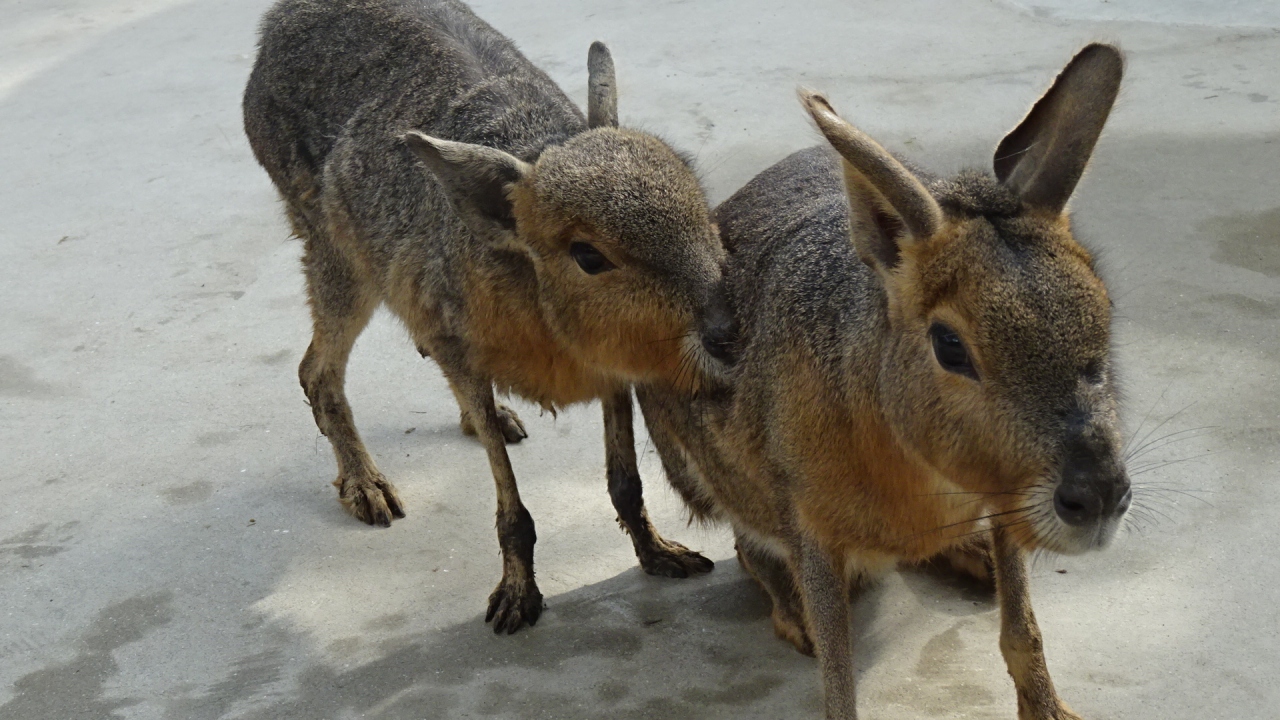 神戸どうぶつ王国 ０７ アクアバレーの動物とのふれあい 神戸 兵庫県 の旅行記 ブログ By Hn11さん フォートラベル