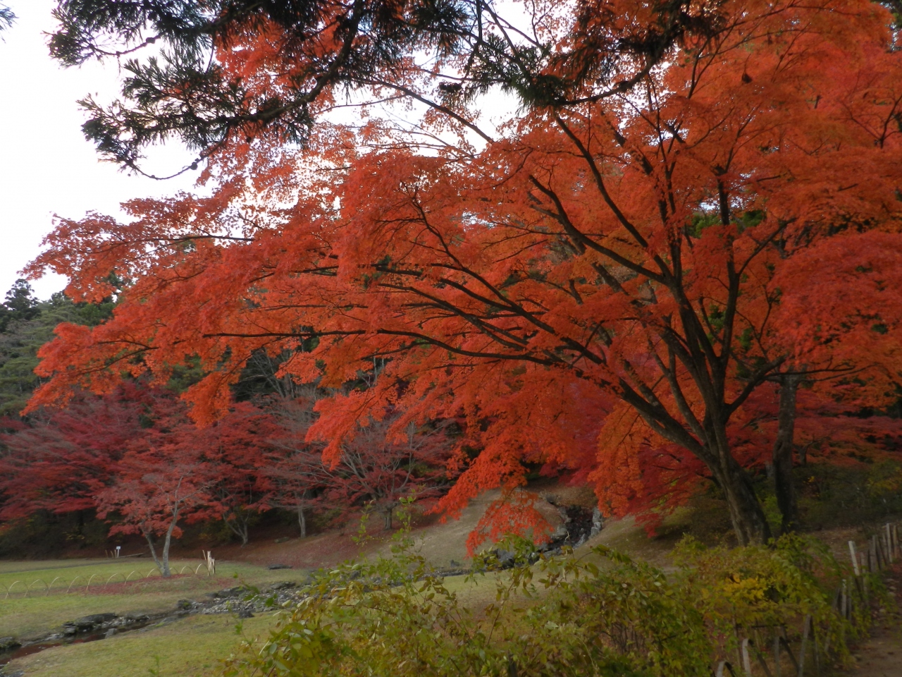毛越寺庭園 の紅葉がとても美しかったです 15年11月 岩手県の紅葉 滝めぐりの旅 その９ 平泉 岩手県 の旅行記 ブログ By Joecoolさん フォートラベル