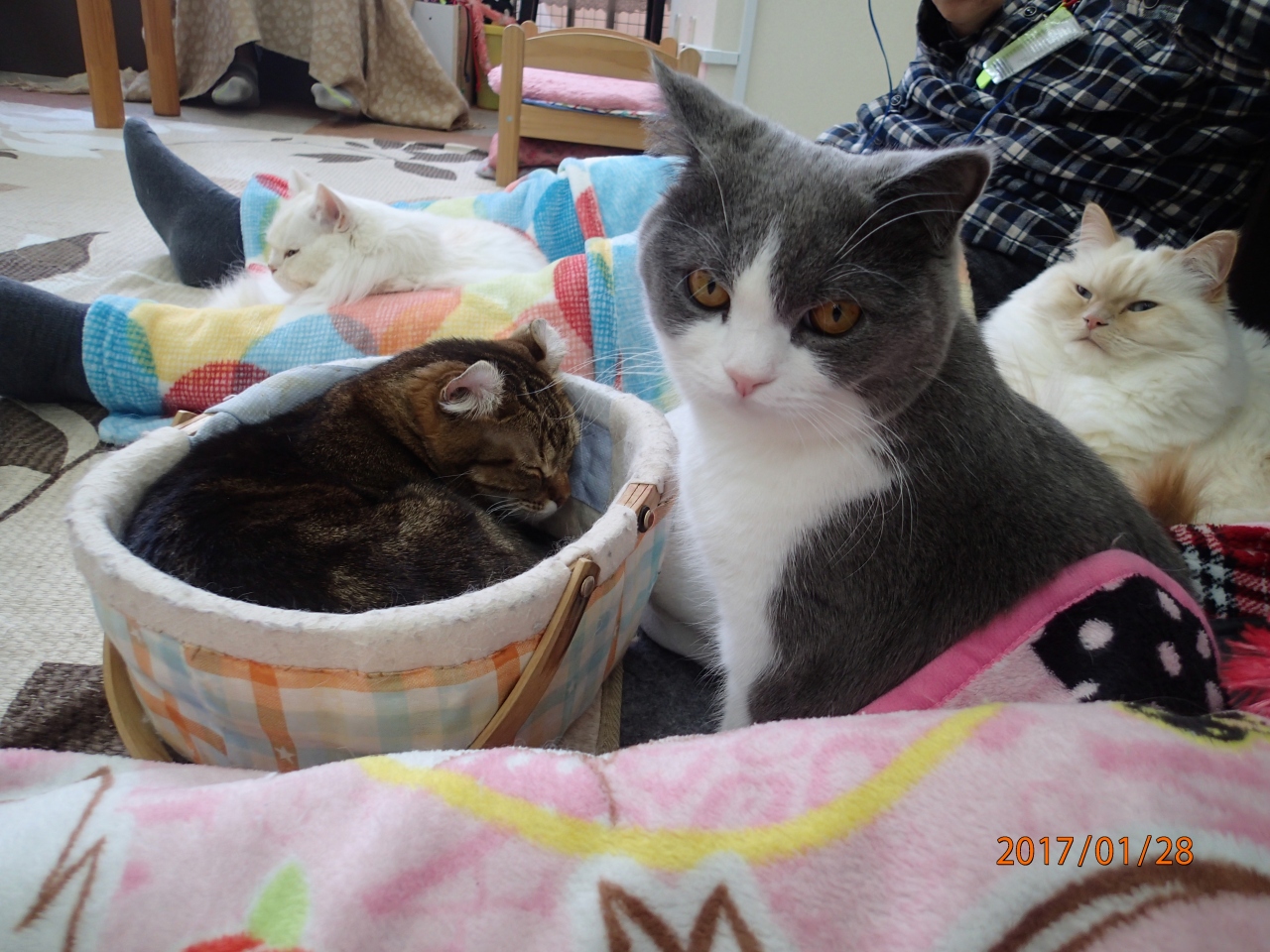 猫カフェ17冬 Cat Cafe にゃんこと 高田馬場 新宿 東京 の旅行記 ブログ By Last Snow Leopardさん フォートラベル