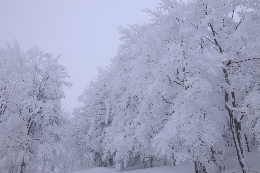 樹氷に会いに 粉雪舞う蔵王温泉 蔵王温泉 山形県 の旅行記 ブログ By 旅猫さん フォートラベル 樹氷に会いに 粉雪舞う蔵王温泉 蔵王温泉 山形県 の旅行記 ブログ By 旅猫さん フォートラベル