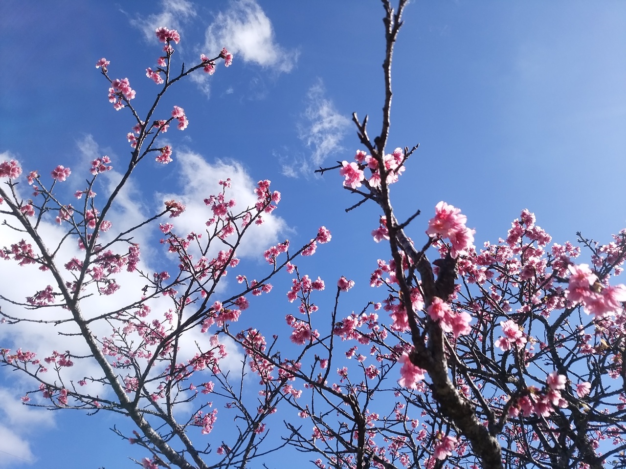 最旬 寒緋桜の沖縄県 沖縄県の旅行記 ブログ By Ayaさん フォートラベル 最旬 寒緋桜の沖縄県 沖縄県の旅行記 ブログ By Ayaさん フォートラベル