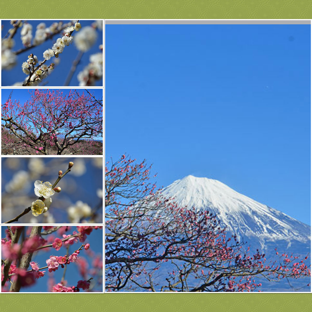 岩本山公園の梅 富士山 17 02 02 富士 静岡県 の旅行記 ブログ By てんとう虫さん フォートラベル