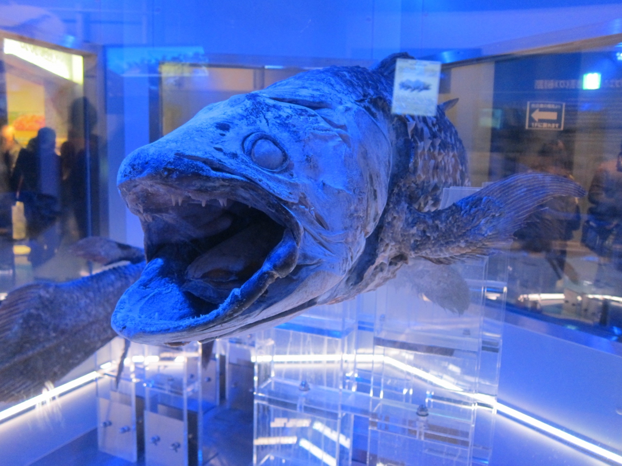 噂の深海水族館に行ってみよう 沼津 静岡県 の旅行記 ブログ By Kazuさん フォートラベル