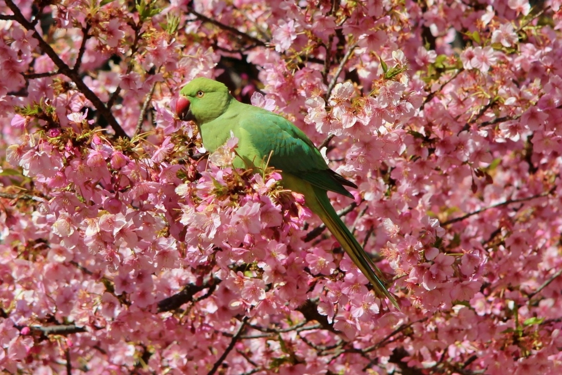 満開の河津桜にインコやメジロ 林試の森公園 17年２月 目黒 東京 の旅行記 ブログ By 温泉大好きさん フォートラベル