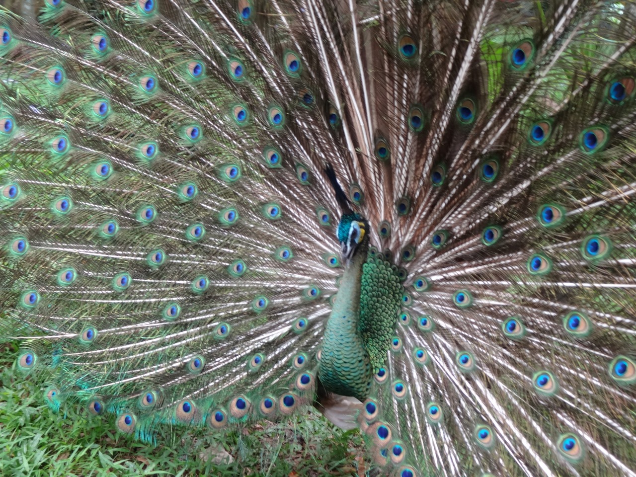 熱帯の花々や生き物たちと戯れて コタキナバル マレーシア の旅行記 ブログ By Norisaさん フォートラベル