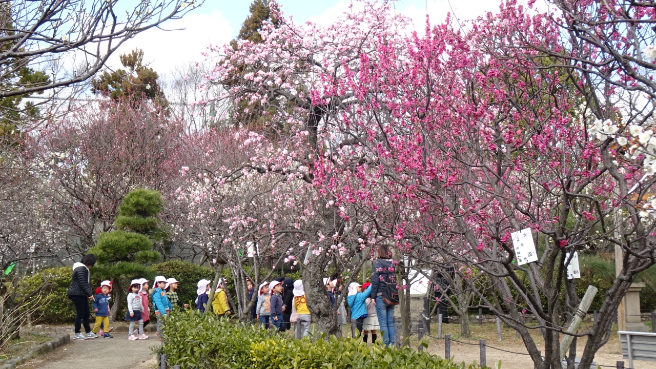 西宮市 甲東梅林の見学 上巻 西宮 芦屋 兵庫県 の旅行記 ブログ By Hn11さん フォートラベル