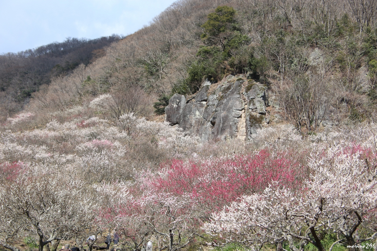 17 湯河原梅林で梅の絨毯を楽しむ 湯河原温泉 神奈川県 の旅行記 ブログ By Morino296さん フォートラベル