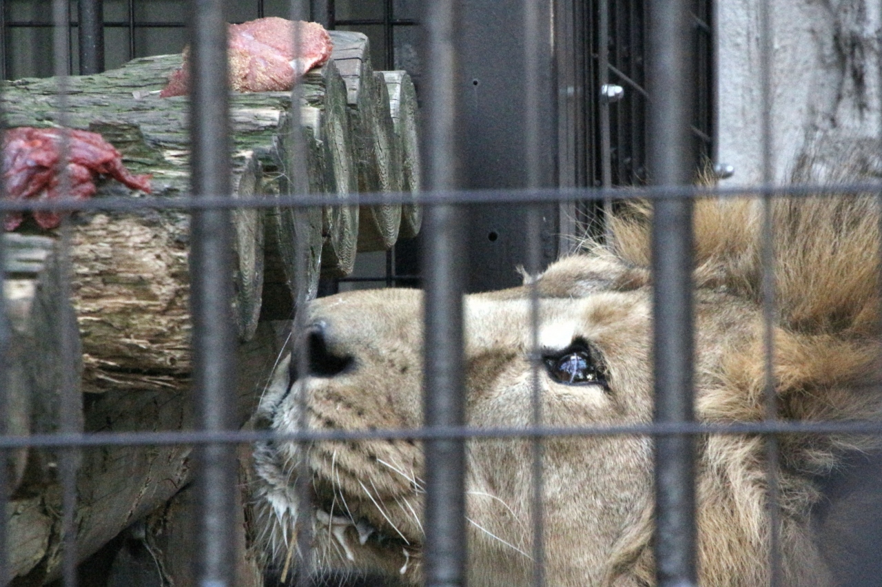 バレンタインのラブラブピークを過ぎてしまった新川崎と横浜のレッサーパンダ詣 ２ 野毛山動物園 前編 ミナミコアリクイは昼寝中 ツキノワグマは展示中止で残念だったけど ライオンのラージャーくんの可愛らしさを知る 横浜 神奈川県 の旅行記 ブログ By まみさん