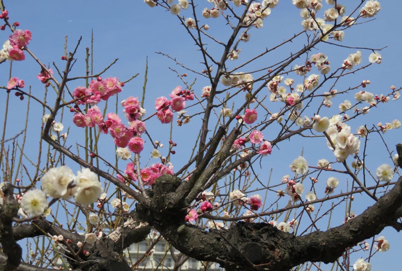 17春 梅の花咲く白鳥庭園 3 5 3月5日 3 シナマンサク 清羽亭 竹林 雌滝 紅梅 白梅 紅白の思いのまま 金山 熱田 愛知県 の旅行記 ブログ By 旅人のくまさんさん フォートラベル
