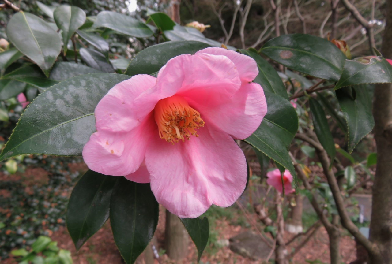 17春 梅の花咲く徳川園 4 5 3月5日 4 椿 淡侘助 大曽根の瀧 シナマンサク 馬酔木 白加賀 淋子梅 オオバン 名古屋 愛知県 の旅行記 ブログ By 旅人のくまさんさん フォートラベル