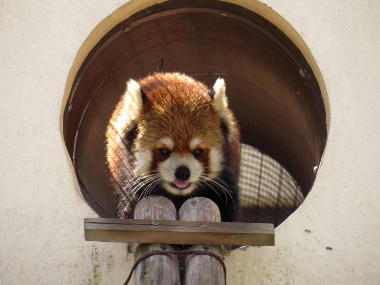 初春のレッサーパンダ紀行 ２ 京都市動物園 おめでとう 人気投票第１位 やっぱレッサーは人気あるのです めっちゃ楽しい 子ゾウのプール遊び 下鴨 宝ヶ池 平安神宮 京都 の旅行記 ブログ By Jilllucaさん フォートラベル