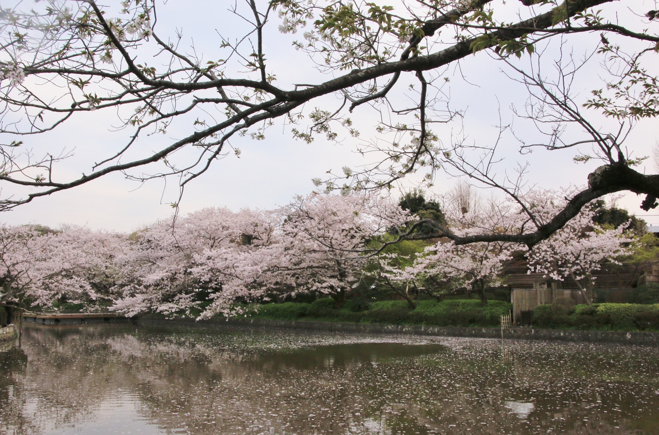 鎌倉さくら散歩 後編 杉本寺 逗子ハイランド 浄妙寺 荏原天神 鎌倉宮 鶴岡八幡宮 鎌倉 神奈川県 の旅行記 ブログ By クッシーさん フォートラベル 鎌倉さくら散歩 後編 杉本寺 逗子ハイランド 浄妙寺 荏原天神 鎌倉宮 鶴岡八幡宮 鎌倉 神奈川県 の旅行記 ブログ By クッシーさん フォートラベル