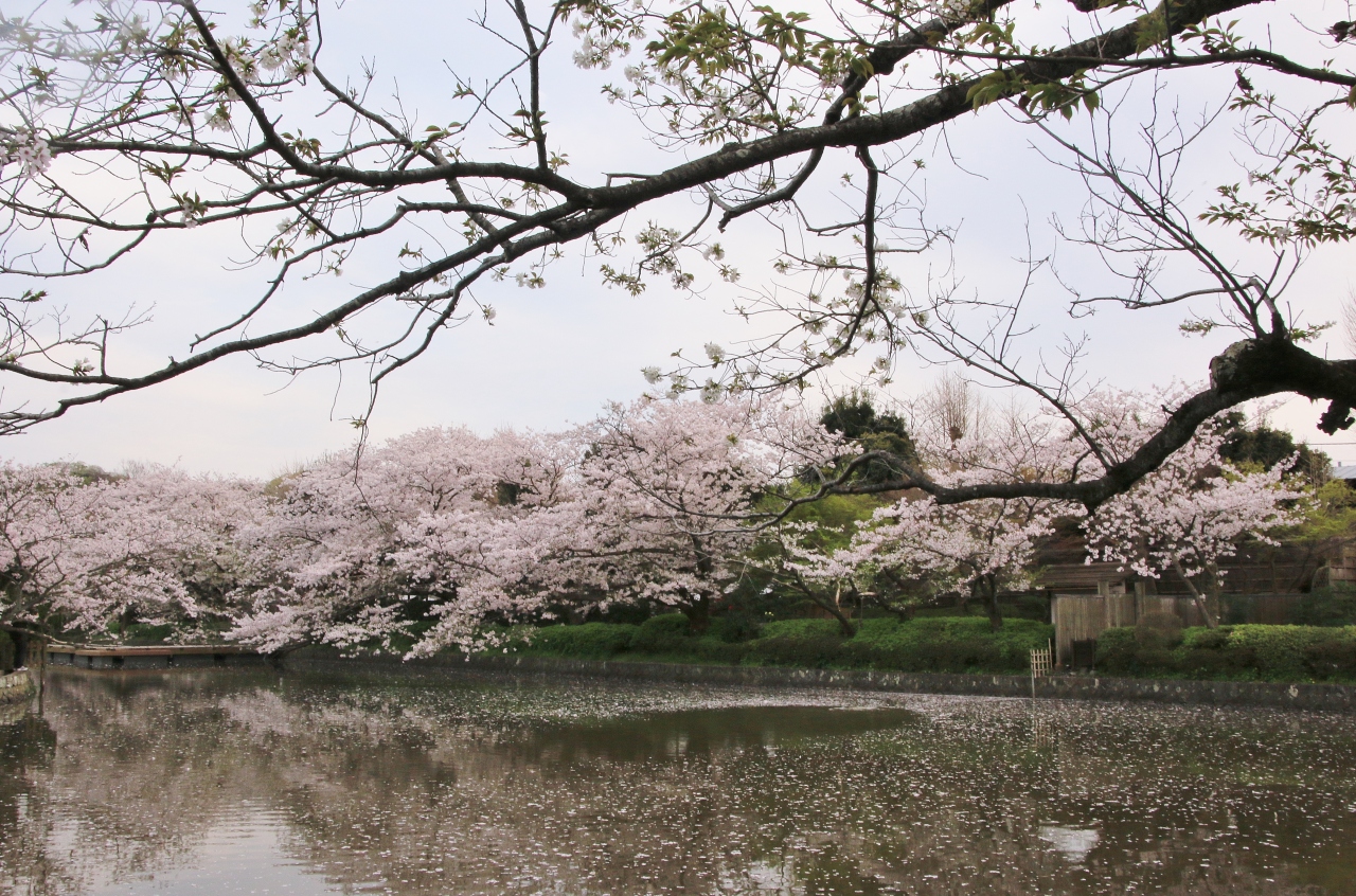 鎌倉さくら散歩 後編 杉本寺 逗子ハイランド 浄妙寺 荏原天神 鎌倉宮 鶴岡八幡宮 鎌倉 神奈川県 の旅行記 ブログ By クッシーさん フォートラベル