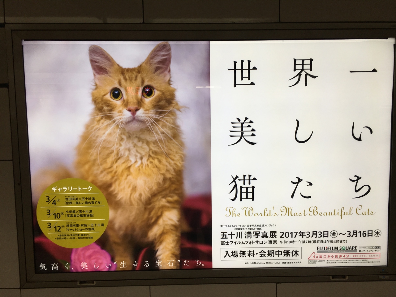 美猫の集いからの ステーキ 六本木から北千住へ 猫好き以外はスルーかな 六本木 東京 の旅行記 ブログ By Torobonさん フォートラベル 美猫の集いからの ステーキ 六本木から北千住へ 猫好き以外はスルーかな 六本木 東京 の旅行記 ブログ By Torobonさん フォートラベル
