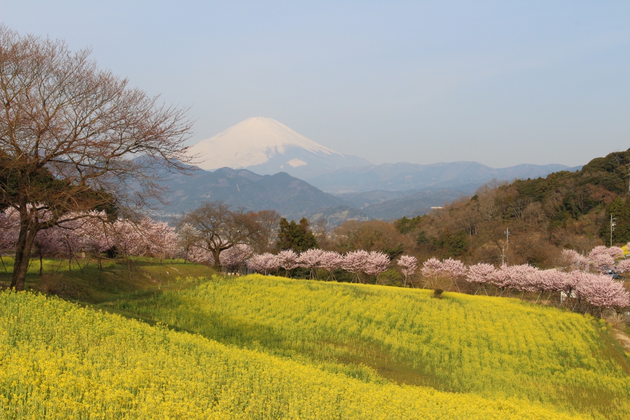 一足早い桜を見に 神奈川大井町の篠窪地区へ行ってみました 秦野 松田 足柄 神奈川県 の旅行記 ブログ By 天空の城さん フォートラベル 一足早い桜を見に 神奈川大井町の篠窪地区へ行ってみました 秦野 松田 足柄 神奈川県 の旅行記 ブログ By 天空の城さん フォートラベル