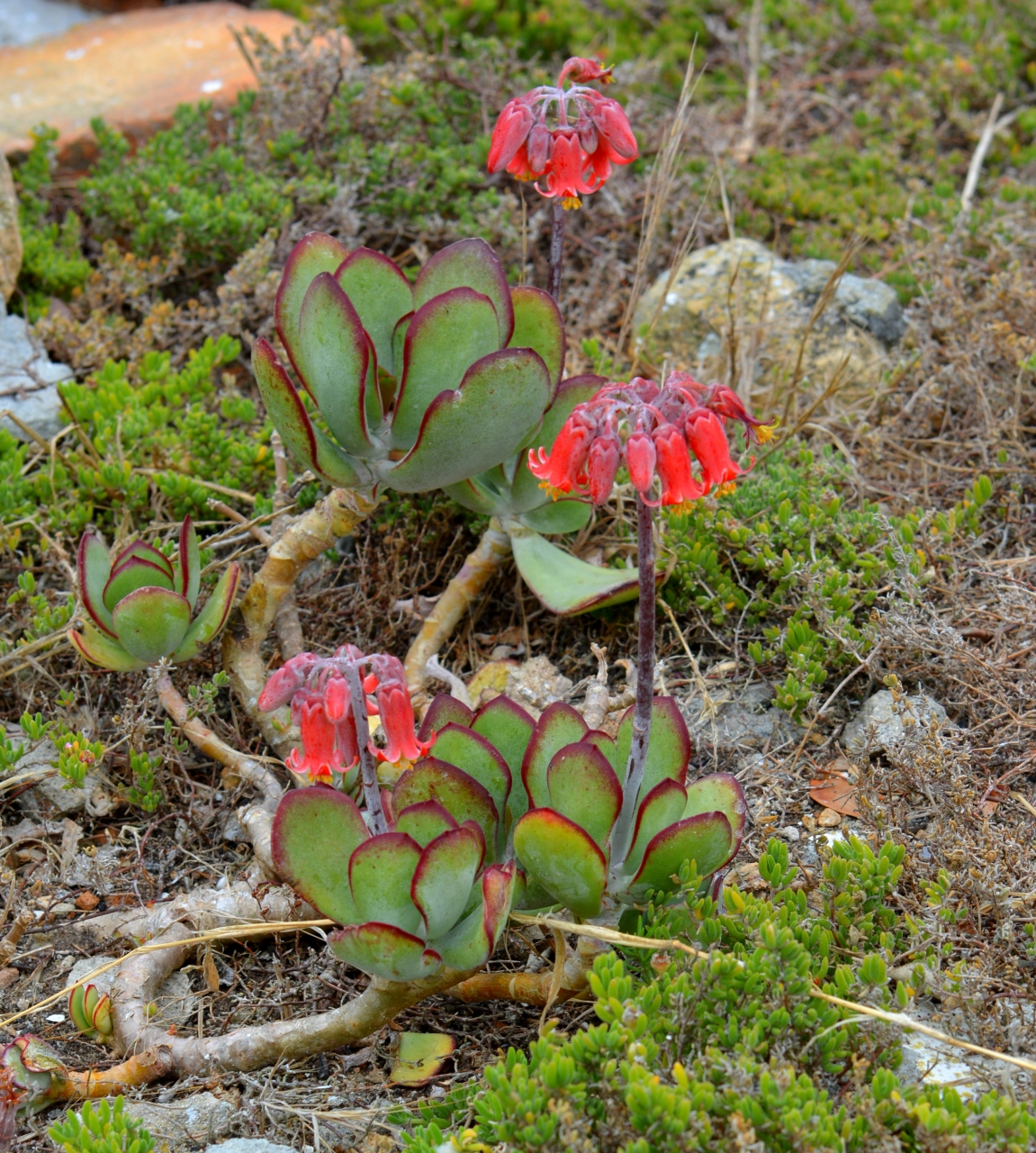 ケープタウンの植物図鑑 なんか絵になる ケープ植物保護区域 ケープタウン 南アフリカ ケープタウン 南アフリカ共和国 の旅行記 ブログ By コタ Kota １号さん フォートラベル