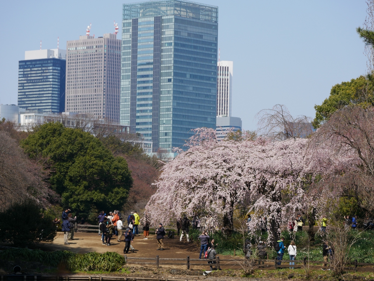 東京新宿 約65種1300本の桜の名所 新宿御苑 を訪れて 新宿 東京 の旅行記 ブログ By Sakatomoさん フォートラベル