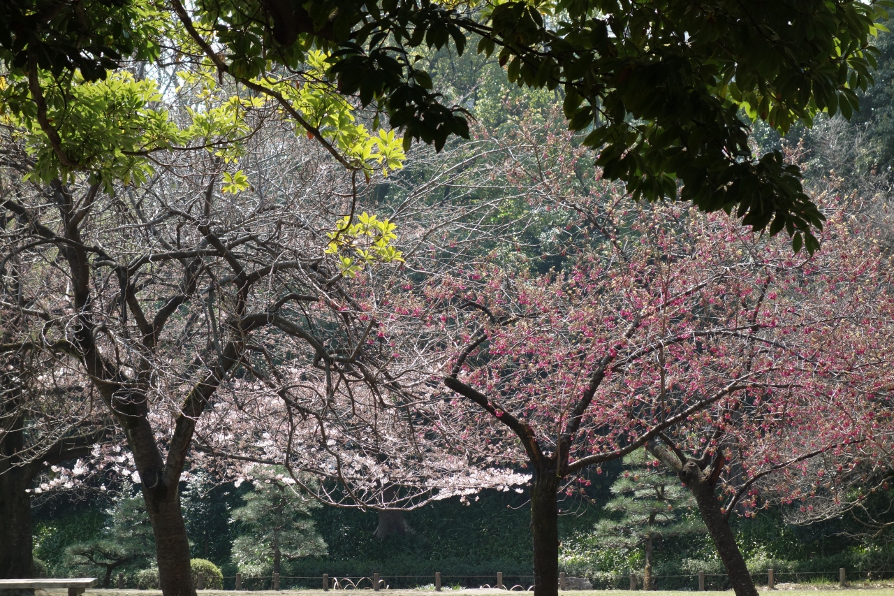 春を感じに清澄白河 月島 勝どき 東京 の旅行記 ブログ By Fumiさん フォートラベル