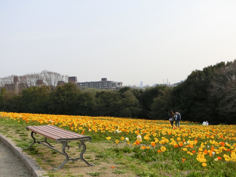 大阪万博記念公園 自然文化園 花の丘のポピー畑 をホロホロ散歩 17 吹田 万博公園 大阪 の旅行記 ブログ By Hy 2217さん フォートラベル