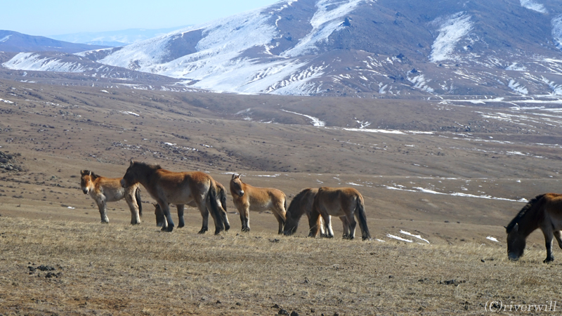 世界最後の野生馬タヒが生きる 大自然のホスタイ国立公園へ ウランバートル モンゴル の旅行記 ブログ By Riverwillさん フォートラベル 世界最後の野生馬タヒが生きる 大自然のホスタイ国立公園へ ウランバートル モンゴル の旅行記 ブログ By Riverwillさん フォートラベル