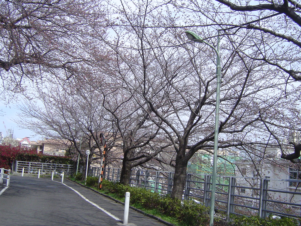 田園調布でお花見 下見編 田園調布 東京 の旅行記 ブログ By 快特さん フォートラベル 田園調布でお花見 下見編 田園調布 東京 の旅行記 ブログ By 快特さん フォートラベル