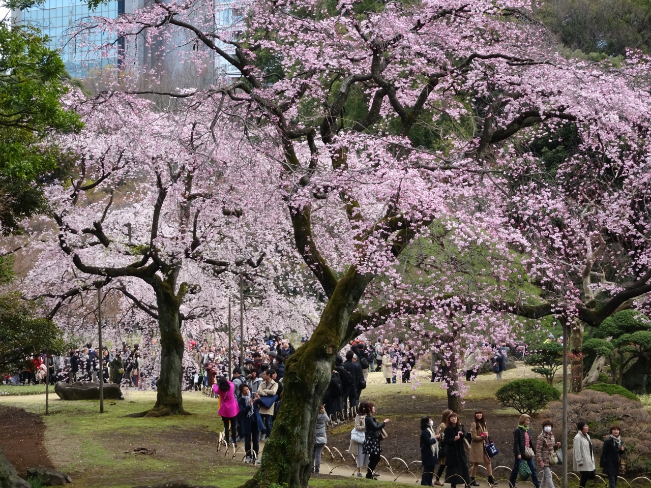 小石川後楽園に桜を見に 神楽坂 飯田橋 東京 の旅行記 ブログ By Hiroyuさん フォートラベル