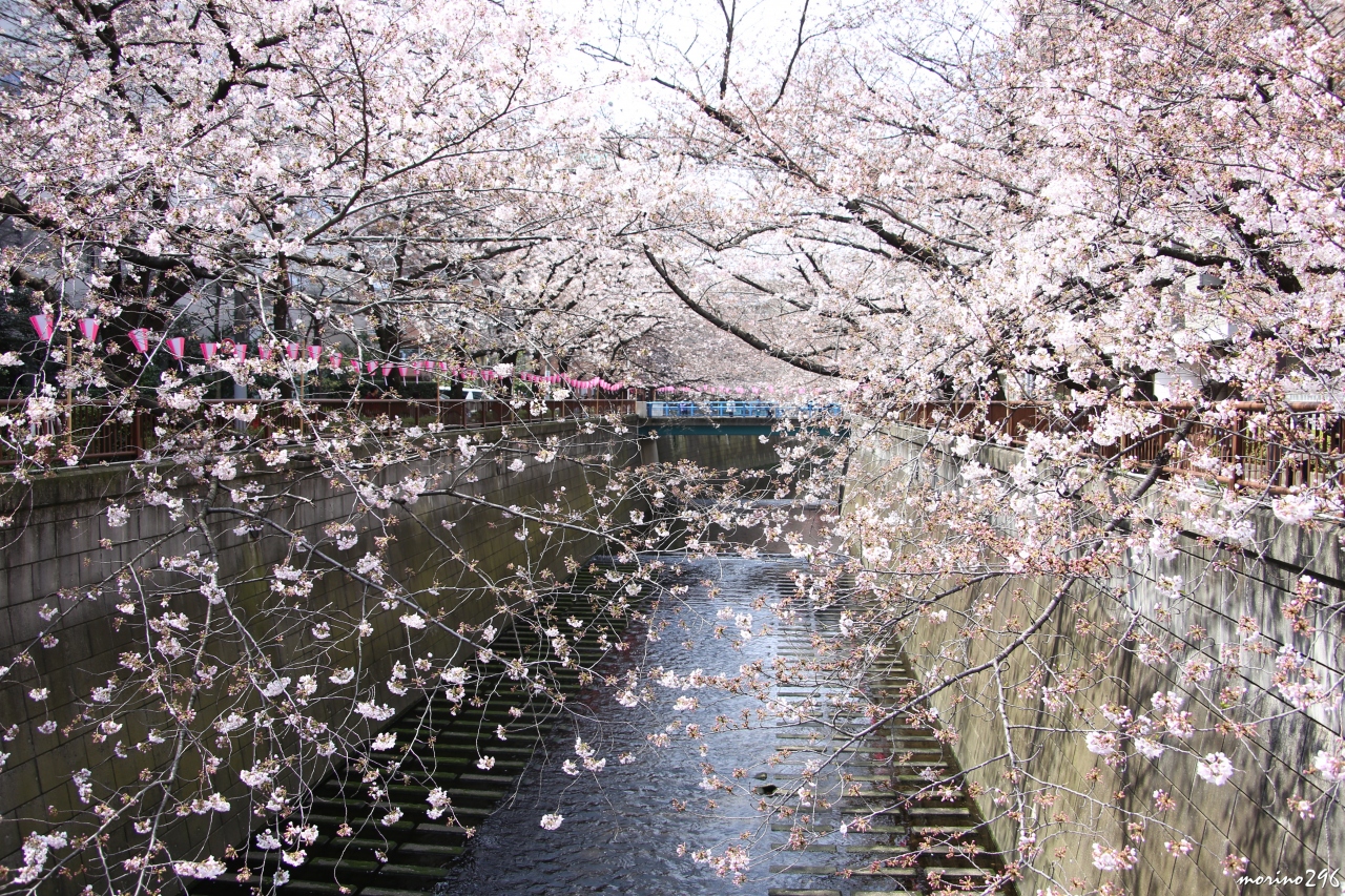 目黒川のお花見 中目黒 池尻大橋 中目黒 祐天寺 東京 の旅行記 ブログ By Morino296さん フォートラベル