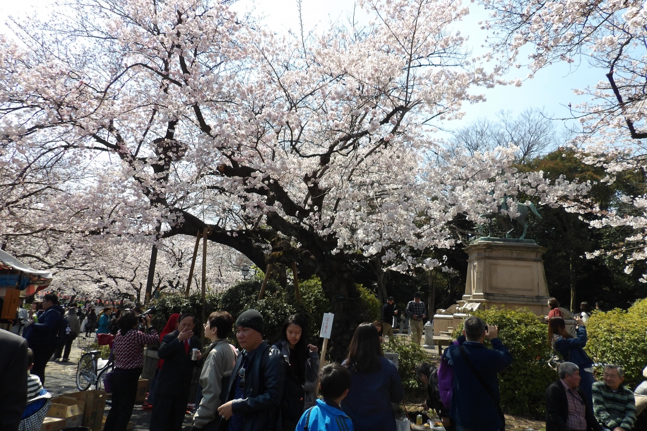 上野公園の小松乙女桜の原木と子木 孫木 上野 御徒町 東京 の旅行記 ブログ By ドクターキムルさん フォートラベル