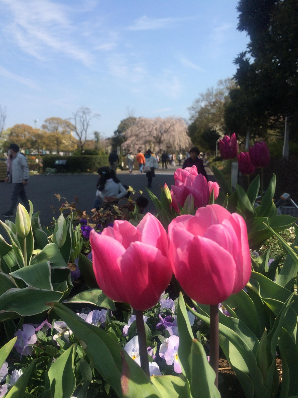 横浜中華街から山下公園 一瞬のお花見ツアー 横浜 神奈川県 の旅行記 ブログ By Swalさん フォートラベル 横浜中華街から山下公園 一瞬のお花見ツアー 横浜 神奈川県 の旅行記 ブログ By Swalさん フォートラベル