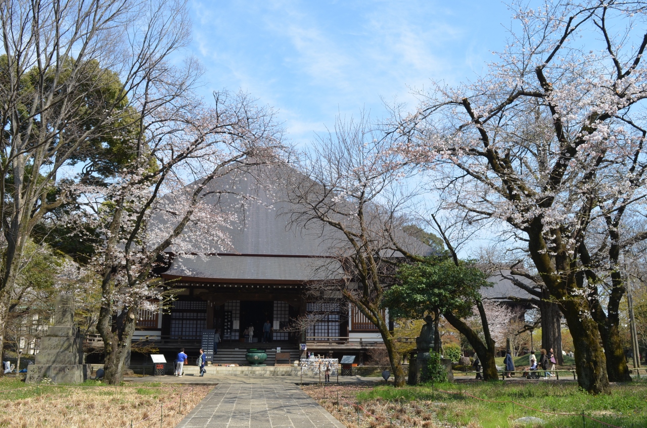 東急沿線 さくら巡り 九品仏浄心寺 呑川緑道 目黒川 学芸大学 都立大学 東京 の旅行記 ブログ By Takeおじさん フォートラベル
