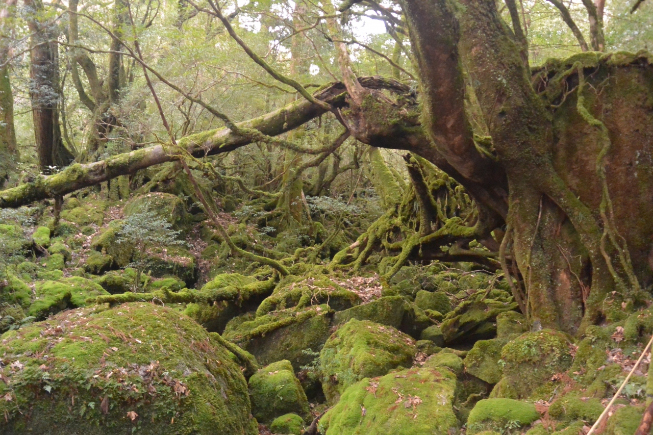 屋久島旅行記 ２ 白谷雲水峡トレッキング編 屋久島 鹿児島県 の旅行記 ブログ By ともさん フォートラベル
