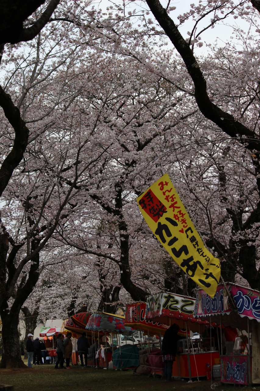 あけぼの山公園の桜 満開です 柏 流山 千葉県 の旅行記 ブログ By パンダ３３さん フォートラベル