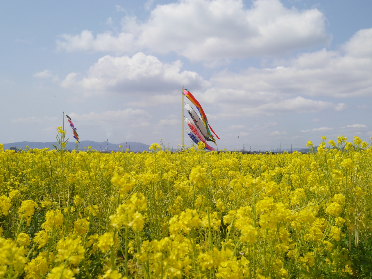 菜の花に癒された春の１日 笠岡ベイファームへ 岡山県の旅行記 ブログ By Riosaさん フォートラベル