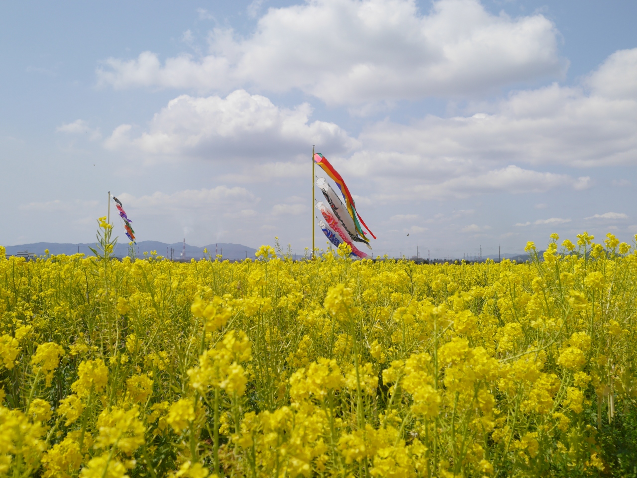 菜の花に癒された春の1日 笠岡ベイファームへ 岡山県の旅行記 ブログ By Riosaさん フォートラベル 菜の花に癒された春の1日 笠岡ベイファームへ 岡山県の旅行記 ブログ By Riosaさん フォートラベル