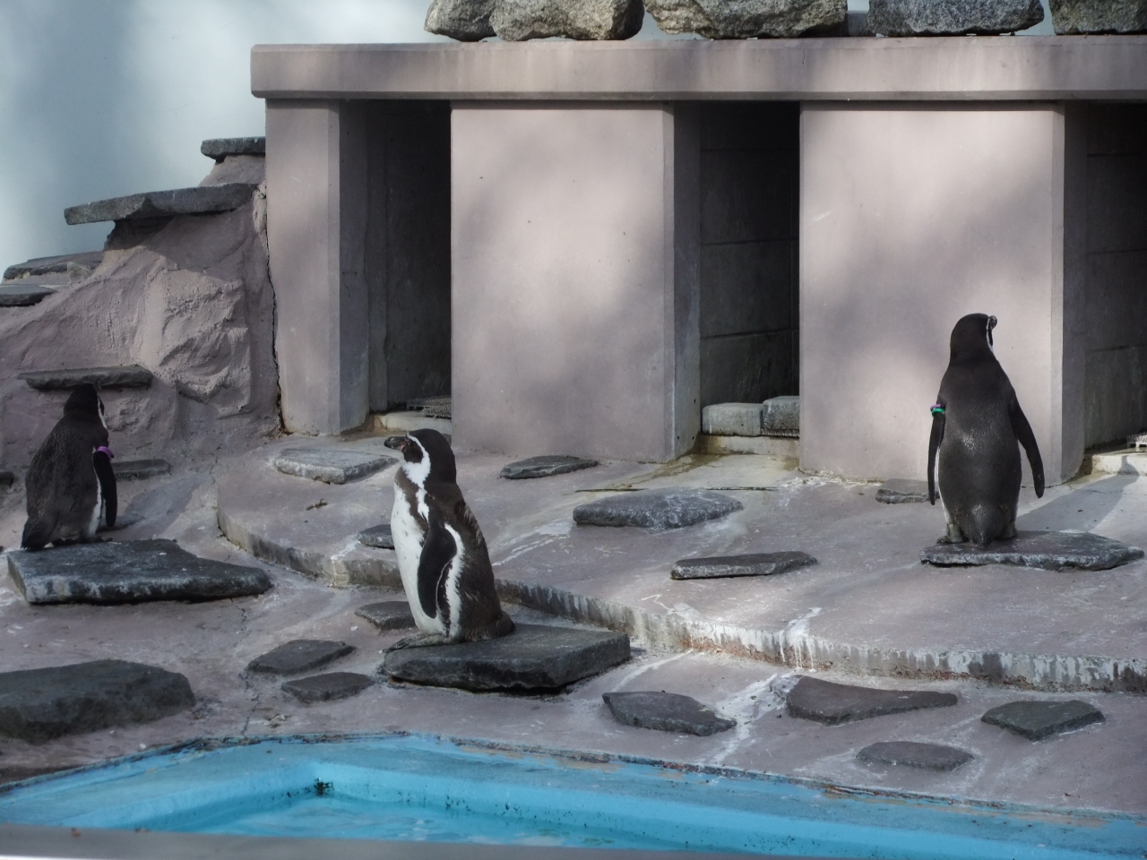 ゆめぎがさき動物公園と満開のさくら 川崎 神奈川県 の旅行記 ブログ By Rspさん フォートラベル