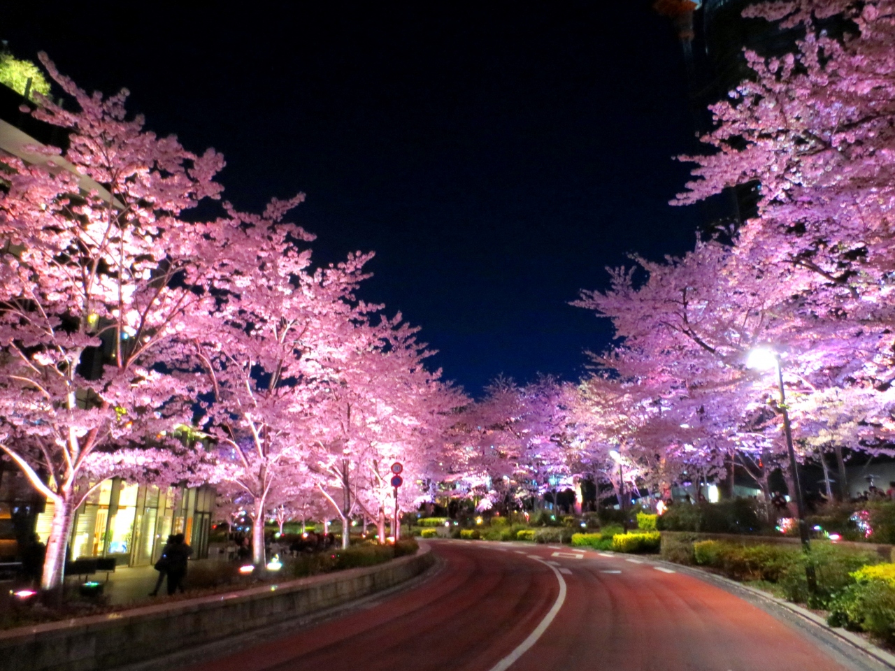 一番の見頃 都心の春の楽しみ方 青空の桜 夜桜 桜スイーツ 芝桜テラス 六本木 東京 の旅行記 ブログ By Motoさん フォートラベル