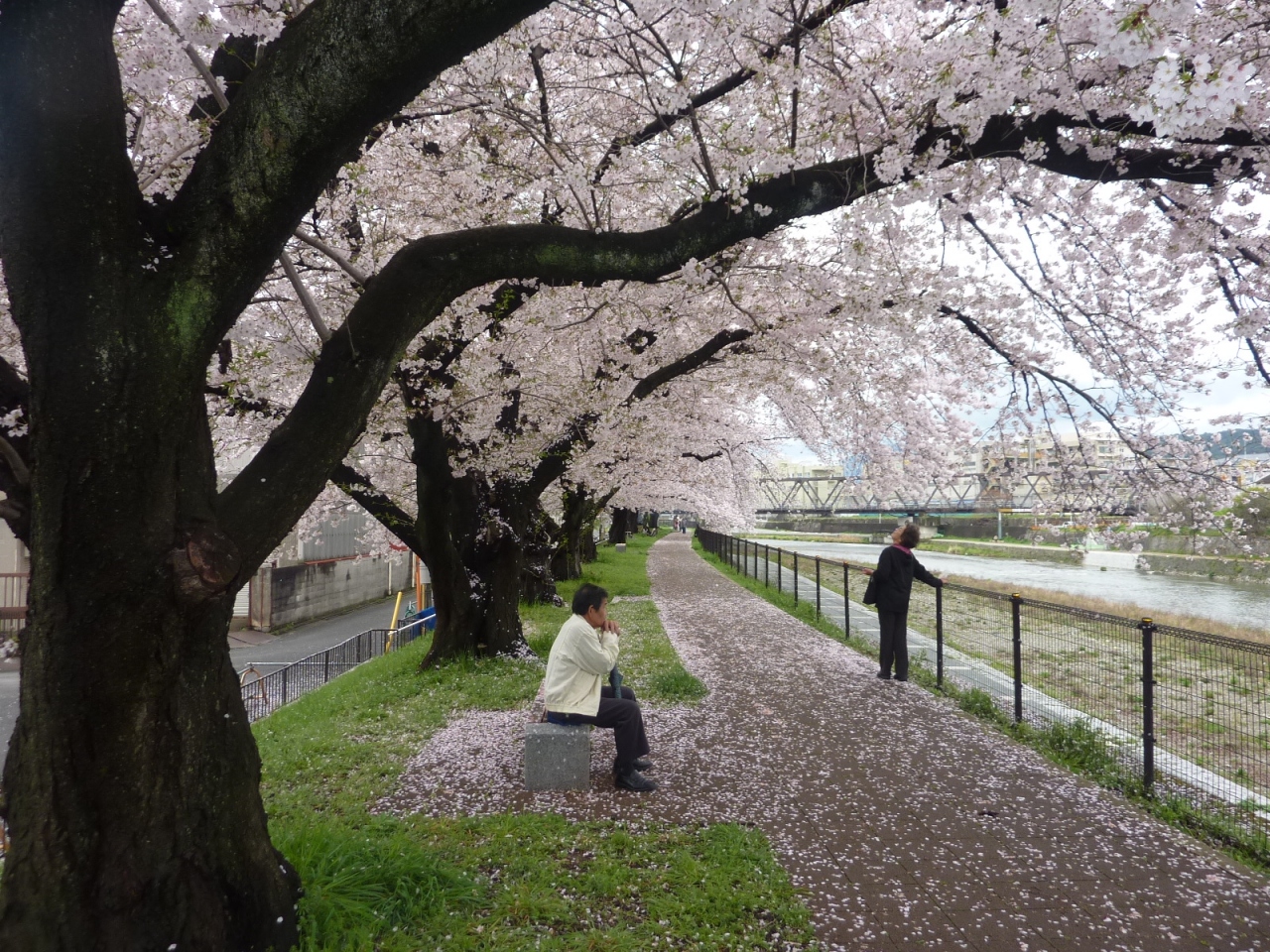 京都桜だより 17 4月9日 京都駅周辺 京都 の旅行記 ブログ By わんだふるさん フォートラベル