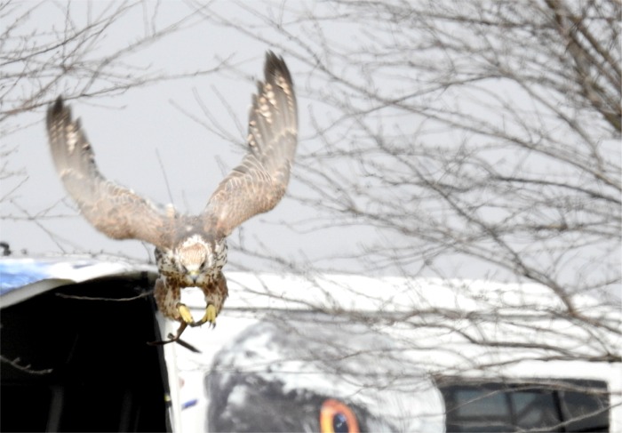 猛禽萌え 17フライトフェスタで鷹 フクロウ見まくりの一日 野田 関宿 千葉県 の旅行記 ブログ By まりも母さん フォートラベル