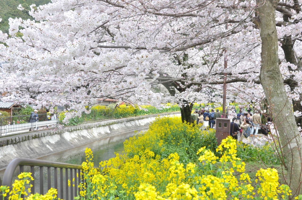京都の桜を満喫 琵琶湖疏水を散歩 山科 京都 の旅行記 ブログ By Jazzmanさん フォートラベル 京都の桜を満喫 琵琶湖疏水を散歩 山科 京都 の旅行記 ブログ By Jazzmanさん フォートラベル