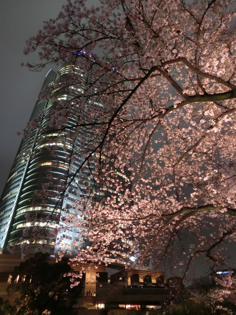 目的は桜よりお酒 六本木エリアでお花見 17年4月 六本木 東京 の旅行記 ブログ By Cyunさん フォートラベル