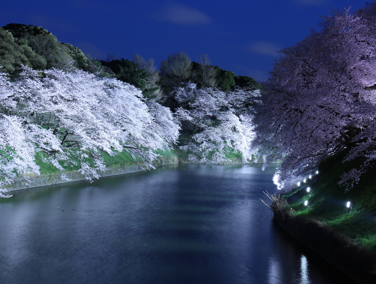 ライトアップの桜に感動 千鳥ヶ淵の夜桜写んぽの巻 神田 神保町 東京 の旅行記 ブログ By カジュトシュさん フォートラベル
