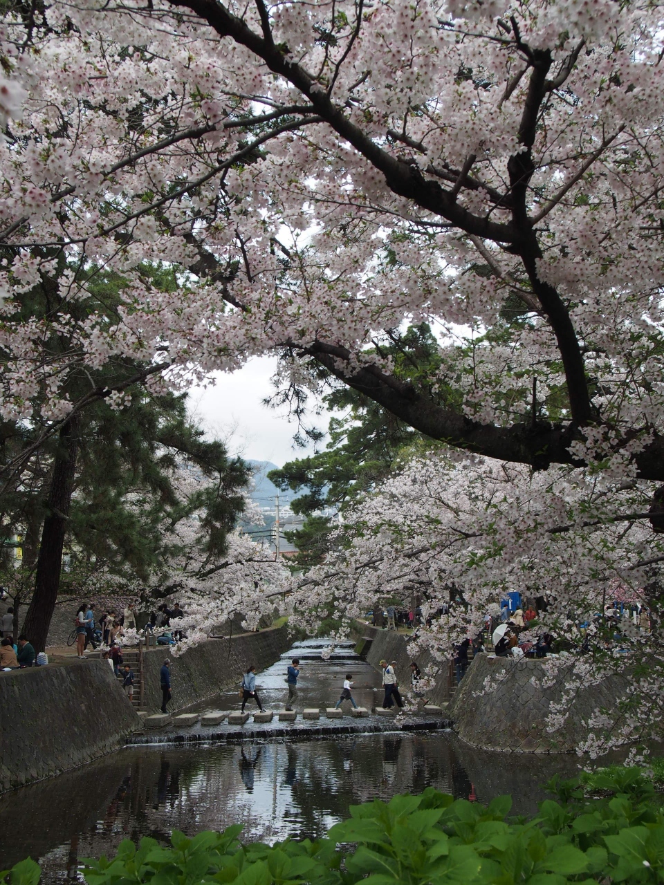 17年春 満開の夙川公園の桜を見に行きました O 西宮 芦屋 兵庫県 の旅行記 ブログ By Maggiさん フォートラベル 17年春 満開の夙川公園の桜を見に行きました O 西宮 芦屋 兵庫県 の旅行記 ブログ By Maggiさん フォートラベル