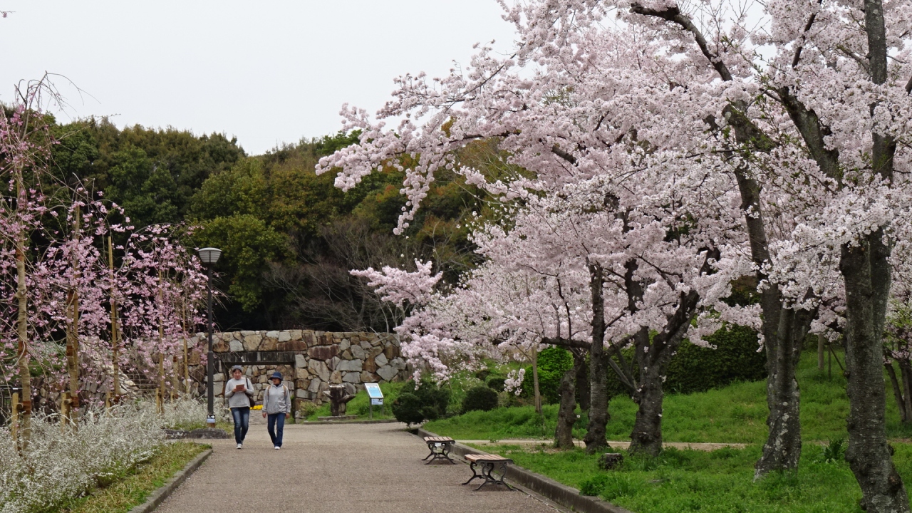 万博公園で花見 ５ 花の泉と桜の流れ一帯の観桜 上巻 吹田 万博公園 大阪 の旅行記 ブログ By Hn11さん フォートラベル