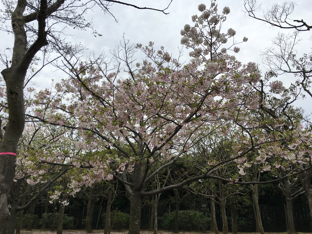 花見と水族館 葛西臨海公園 葛西 東京 の旅行記 ブログ By イチさん フォートラベル 花見と水族館 葛西臨海公園 葛西 東京 の旅行記 ブログ By イチさん フォートラベル