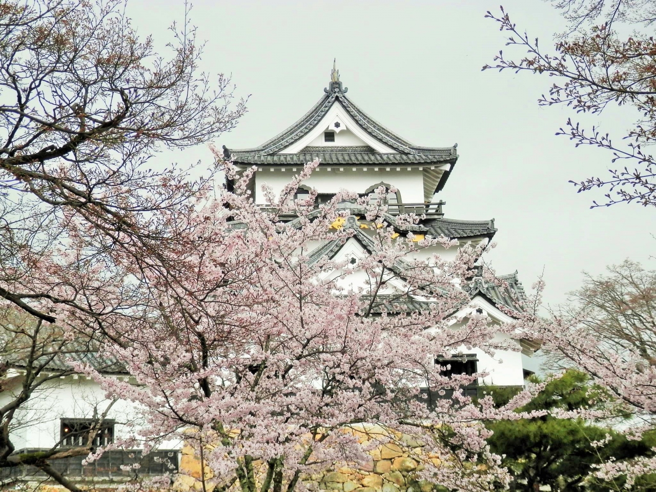 彦根城も桜満開 彦根 滋賀県 の旅行記 ブログ By Rokoさん フォートラベル 彦根城も桜満開 彦根 滋賀県 の旅行記 ブログ By Rokoさん フォートラベル