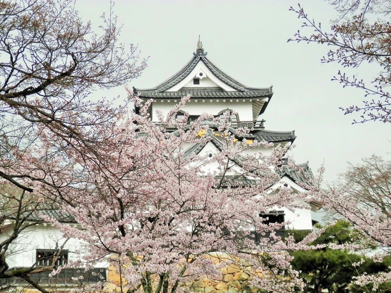 彦根城も桜満開 彦根 滋賀県 の旅行記 ブログ By Rokoさん フォートラベル