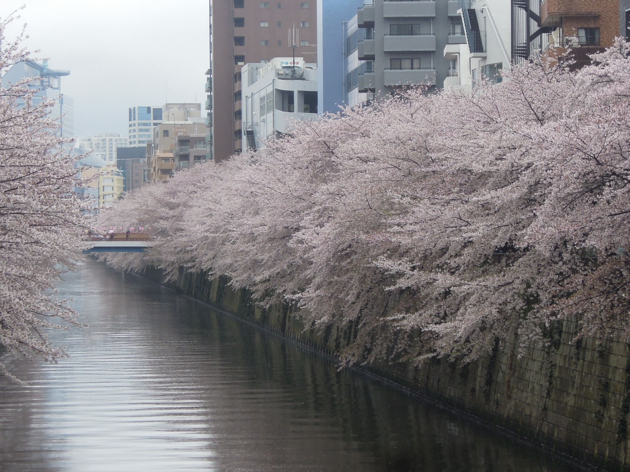 雨の中 目黒川の桜を見る 目黒 東京 の旅行記 ブログ By ねずみんさん フォートラベル 雨の中 目黒川の桜を見る 目黒 東京 の旅行記 ブログ By ねずみんさん フォートラベル